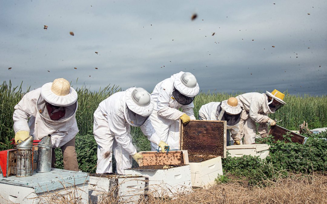 Son apicultoras y trabajan con un método de “cadena de favores” para ayudarse unas a otras